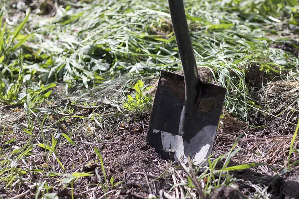 Ένα μαύρο μπαστούνι του κήπου ξεχωρίζει στο έδαφος. Η κηπουρική είναι στο σπίτι, κηπουρική. Πράσινο γρασίδι. — Φωτογραφία Αρχείου