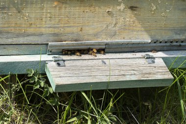 Kovana gir, arılar bal toplar. Arılar için bir ev yakın çekim bir çayır duruyor. Yaz yeşil çim.