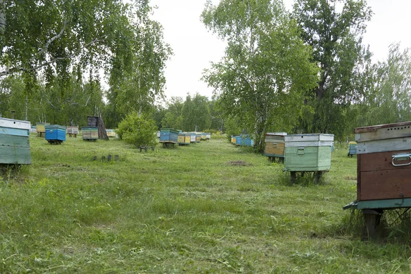 Many bee houses are in the forest. Bee hives on a green meadow. Insects collect honey