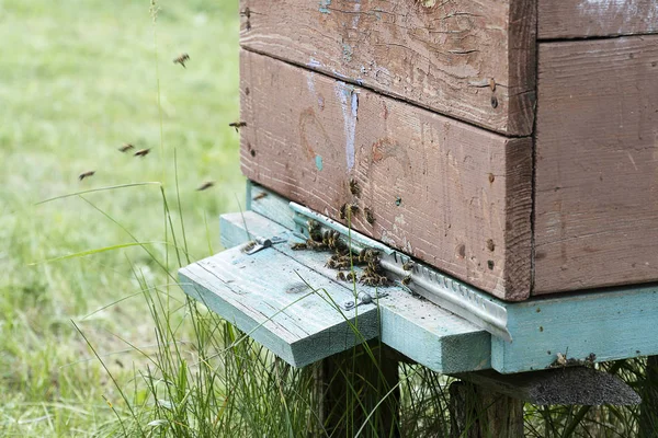 Entrance to a brown wooden beehive closeup. Bees fly into the house. Insects collect honey in a rural meadow. — Stock Photo, Image
