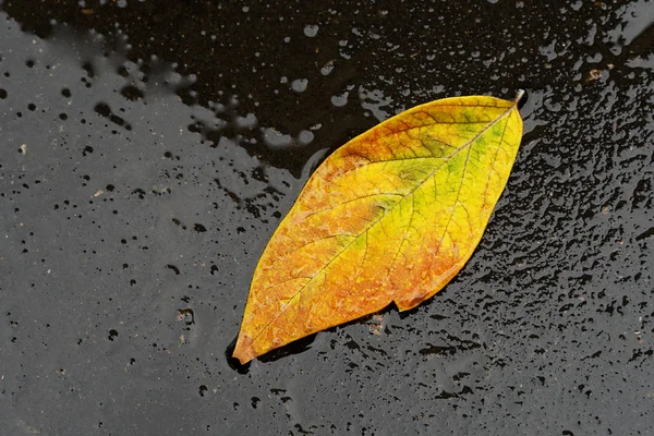 Islbeyaz asfalt üzerinde parlak sarı levha. Siyah bir yolda Altın sonbahar güzel yaprak kırmızı renk.