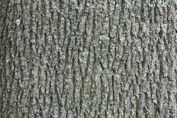 Hnědá stromová kůra se stopami zeleného mechu. Struktura kůry stromu. Nativní přirozené pozadí. — Stock fotografie