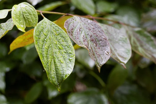 Yağmur damlaları ile parlak sonbahar yeşil yaprak. Sarı çizgili yeşilliklerin yakın çekim. Doğa yaz günü ağaç dalı yeşil.