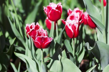 Kenarlarında beyaz saçak ile parlak kırmızı lale çiçekleri. Çeşitli lale kupaları tarlada doğal ortamda yetişir.