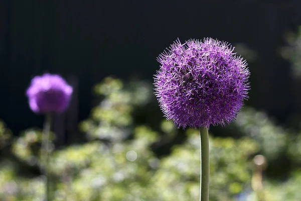 Onion flower is round-headed, purple. Close-up flower grows in the garden. Blurred background.