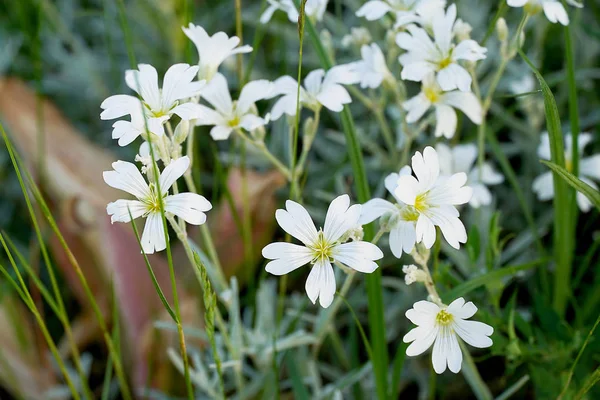 Yıldız, karanfil ailesinde çiçekli bitkilerin bir cins. Yeşil bir alanda beyaz stelaria çiçekleri. Bahçede weed.          