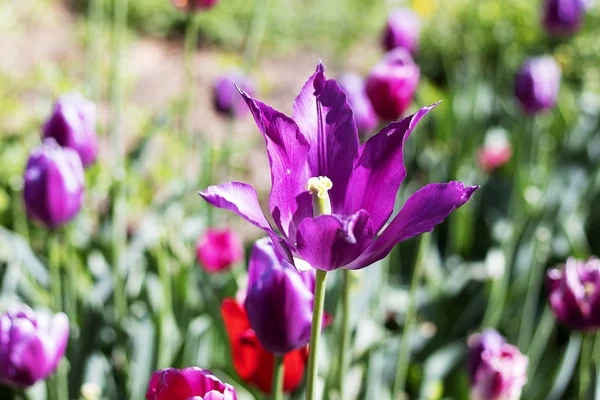Mor lale çiçeği yaprakları ile çiçek, pestle closeup. Beyaz çizgili büyük mor bir çiçek bir alanda yetişir. Bulanık arka plan.