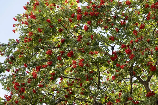 Ein großer Busch roter Eberesche mit vielen Beeren in Nahaufnahme. ein Baum mit hellen Vogelbeeren. grünes Laub eines Baumes mit roten Beeren. — Stockfoto