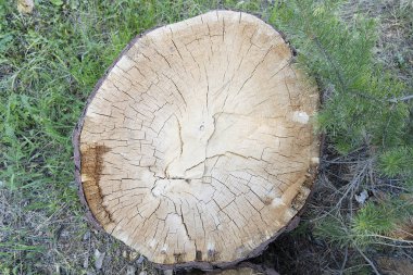 Ormanda ahşap kesik kütük. Ladin dalı, yeşil çimen. Ahşap doku yakın