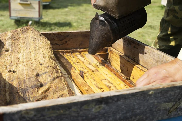 The beekeeper smokes a bee hive with smoke. Wooden beehive with frames for honey, smoke.