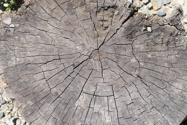Dřevěný starý pařez, dřevěná textura pozadí. Řezaný strom s prasklinami. Kulatý pokácený strom s ročními kroužky jako textura dřeva. — Stock fotografie