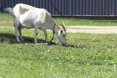 Beyaz keçi bir çayırda otluyor. Evcil hayvanlar yeşil ot yer..
