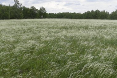 Ormanda beyaz tüylü yeşil bir tarla. Mavi gökyüzü, sıcak yaz günü, yeşil çimen.