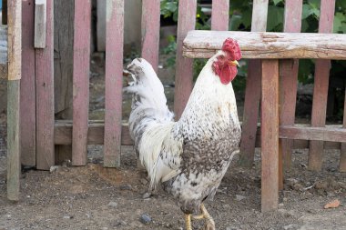 Sokaktaki kırsal alanda yaşayan beyaz bir horoz. Bahçede yürümek için kırmızı taraklı kümes hayvanları..