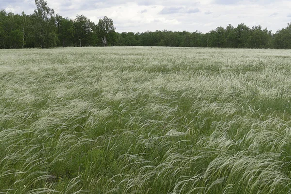 Ormanda beyaz tüylü yeşil bir tarla. Mavi gökyüzü, sıcak yaz günü, yeşil çimen.