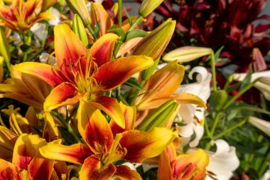 Güzel bir portakal çiçeği. Pek çok yakın plan erkek organı var. Yaz güneşli bir gündür. Hemeroçağrı fulva