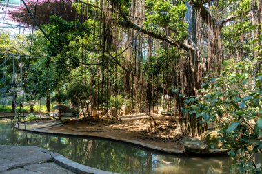 Hayvanat bahçesindeki yapay orman. Sarmaşıklar çatıda asılı, taştan kıyısı olan kuşlar için bir gölet. Yaz sıcak ve güneşli bir gündür. Doğanın güzel köşesi.