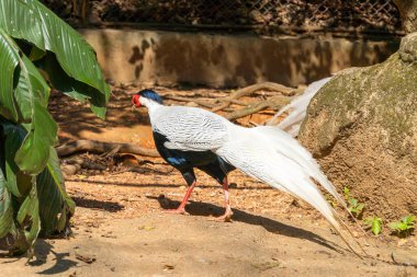 Güzel beyaz bir sülün yerde yürüyor. Siyah kafalı ve tüylü kuyruklu. Bir kuş taşın arkasından başka bir sülüne gider. Ağaçların yeşil yaprakları. Hayvanat bahçesinde güneşli bir yaz günü.