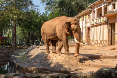 Kahverengi bir fil gölün kenarındaki hayvanat bahçesinde yürüyor. Duvarın yanında beyaz dişleri olan fil. Yaz güneşli bir gün, taş çitler. Yapraklarda hayvan.