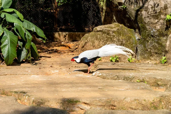 一只漂亮的白色野鸡在地上散步 黑头和蓬松的尾巴 鸟收集食物 动物园阳光明媚的夏天 — 图库照片