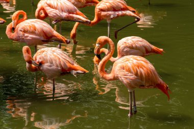 Güzel pembe flamingolar suda duruyor. Bir grup kuş suda yansımayla ayakta duruyor. Güneşli bir gün, sudaki yeşil ağaçlar.