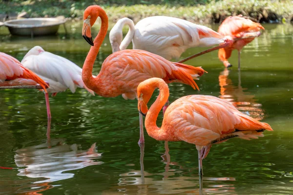 Beautiful pink flamingos stands in the water. Two birds stand side by side on the same paw. Reflection of a bird in the water in a nature park. Sunny day, green trees near the water.