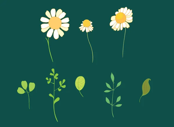 Set of vector daisy flowers and leaves — Stock Vector