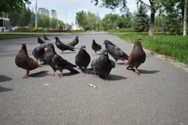 Güvercin sokakta ayçekirdeği yiyor..