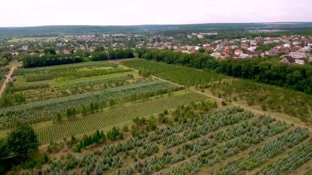 beau champ de plantes décoratives et sapin et arbre ornemental de l'antenne et quadcopter 