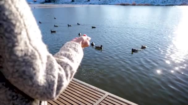 Kaczki Pływać Rzece Stadach Natura Rzeka Słoneczna Pogoda Późna Jesień — Wideo stockowe