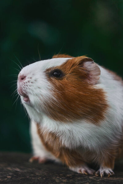 guinea pig and nature 