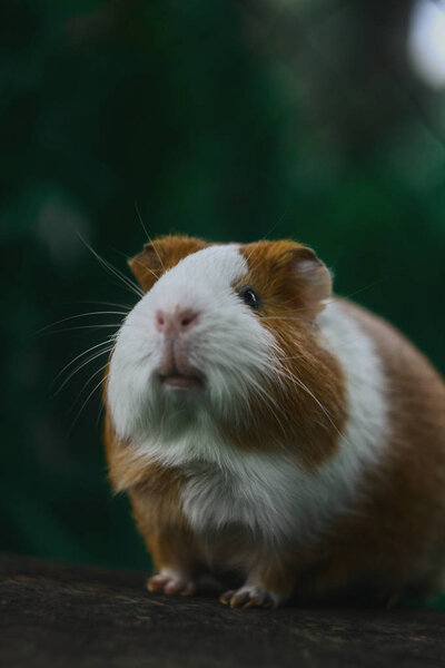 guinea pig and nature 