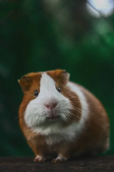 Marsvin Och Natur — Stockfoto