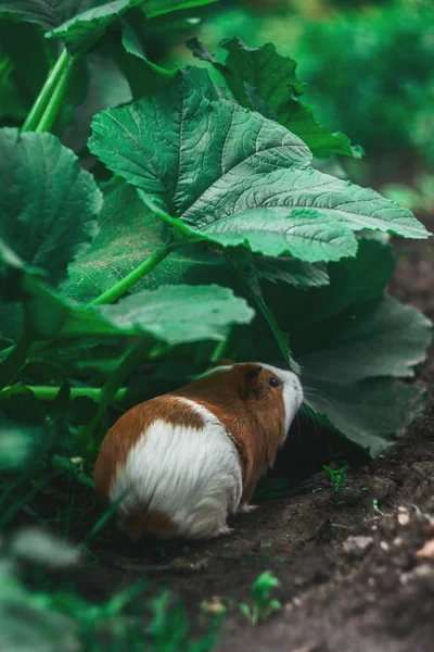 Conejillo Indias Naturaleza — Foto de Stock