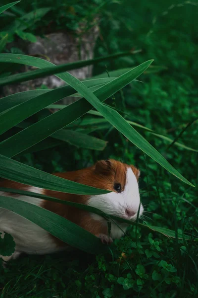 Tengerimalac Természet — Stock Fotó