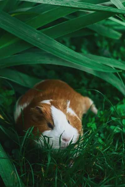 Tengerimalac Természet — Stock Fotó