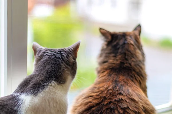 Two cats girlfriends look out the window of different breeds.
