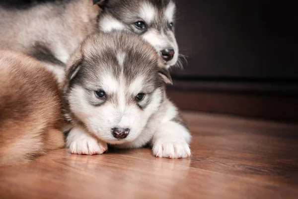 A group of puppies to rest