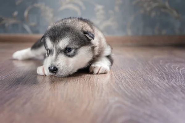 Alaskan Malamute puppy on wooden floor