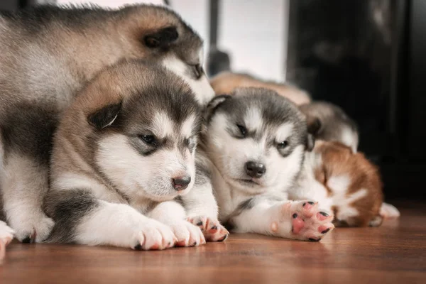 A group of puppies to rest