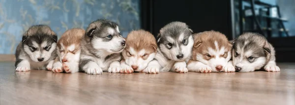 A group of puppies lie in a row on the floor