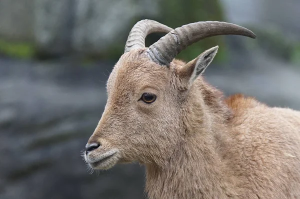 Berberi koyunu, ammotragus lervia — Stok fotoğraf