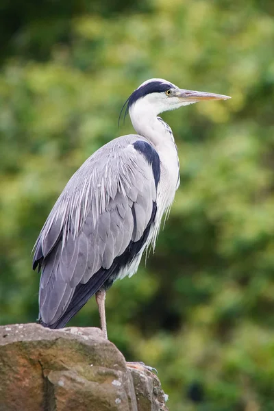 Graureiher, Ardea cinerea — Stockfoto