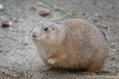 siyah-kuyruk bozkır köpek, cynomys ludovicianus