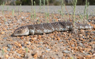 Avustralya'nın vahşi yaşam