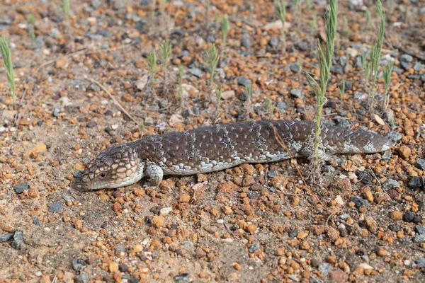 Vida silvestre de Australia — Foto de Stock