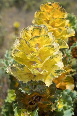 Royal hakea, Fitzgerald River Milli Parkı, Batı Avustralya
