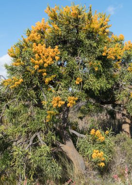 Nuytsia floribunda, güzel flora Fitzgerald River Milli Parkı, Batı Avustralya
