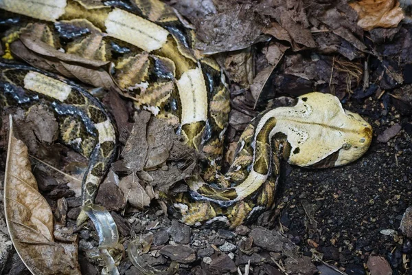 Víbora Gaboon Bitis Gabonica Peligrosa Serpiente Africana — Foto de Stock