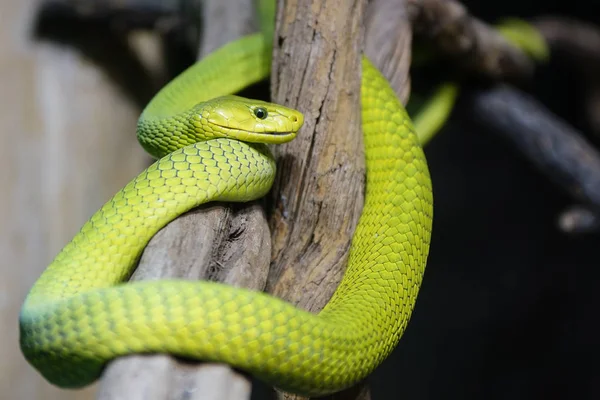 Mamba Verde Oriental Dendroaspis Viridis Cobra Africana Perigosa — Fotografia de Stock